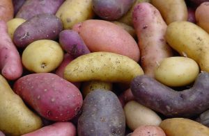 Bild: Ellenberg's Kartoffelvielfalt GbR