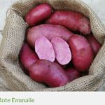 Rote Kartoffel Emmalie