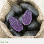 Blaue Kartoffel Violetta